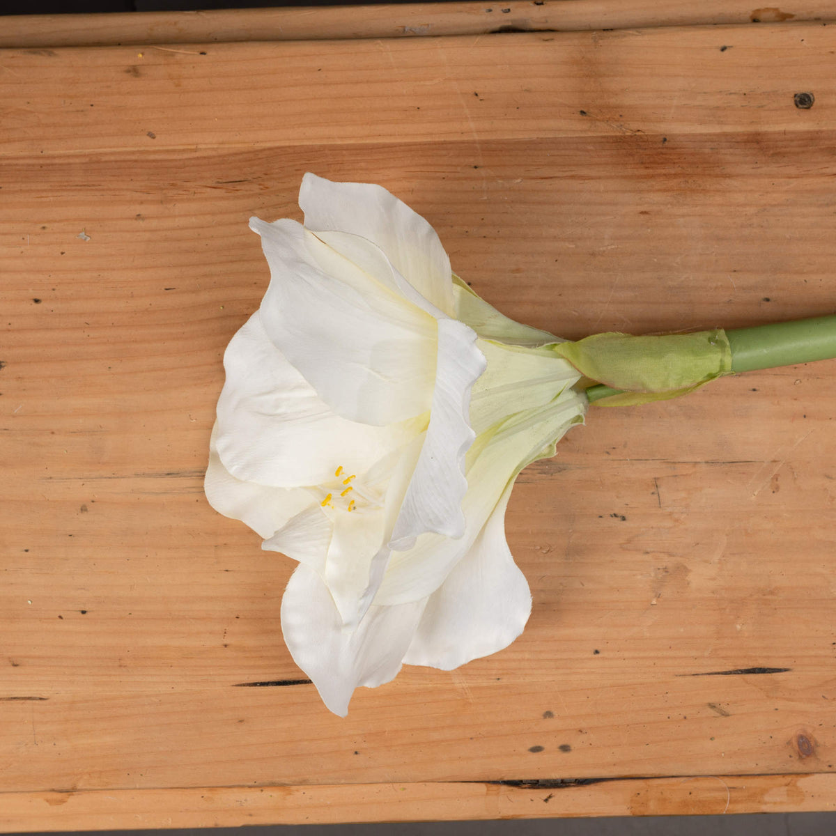 Classic White Amaryllis Flower – alternate view 2