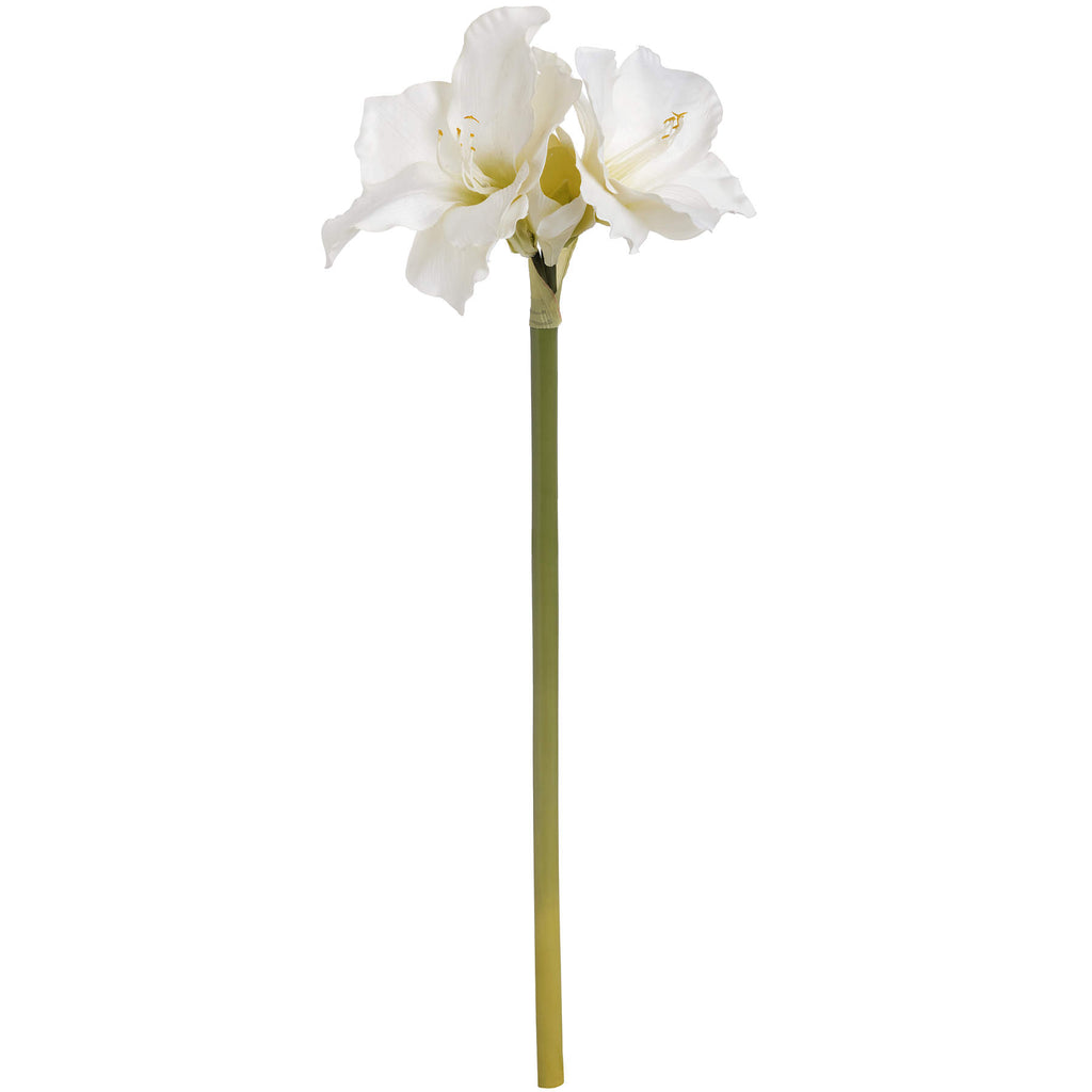 Classic White Amaryllis Flower – alternate view 4
