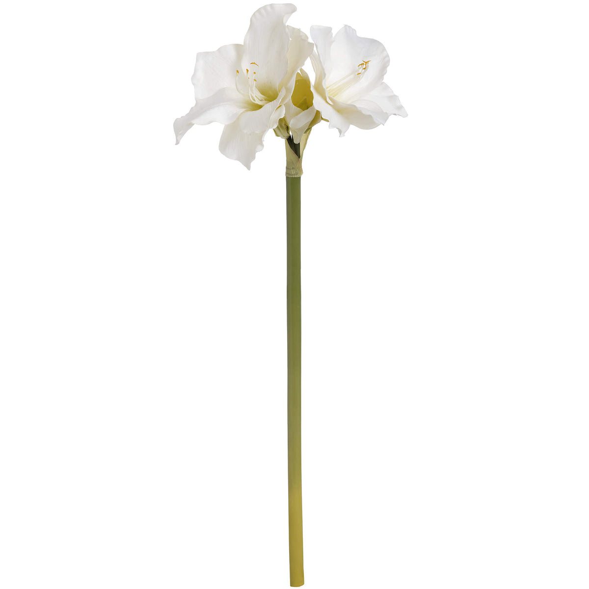 Classic White Amaryllis Flower – alternate view 4