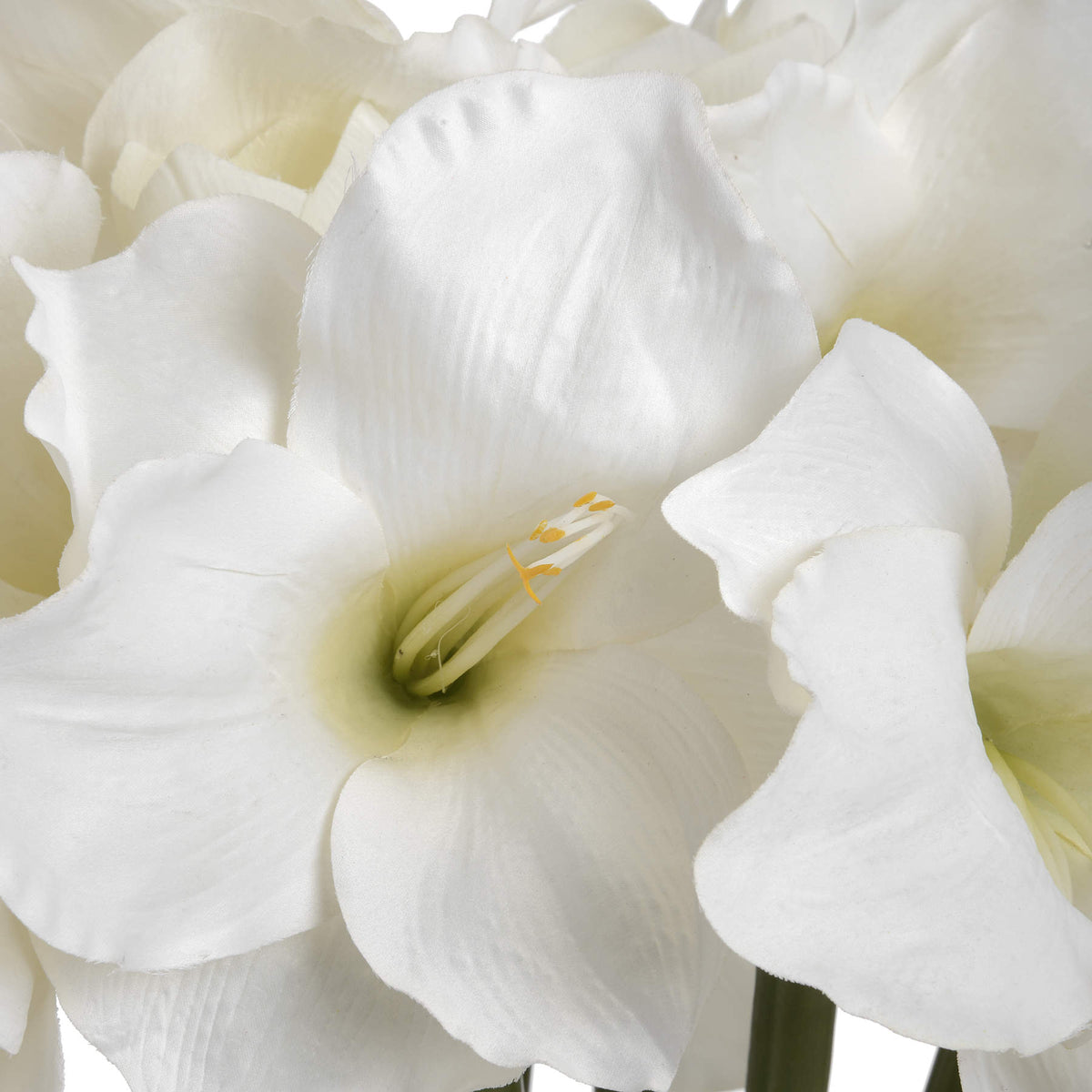 Classic White Amaryllis Flower – alternate view 5