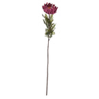 Autumn Spider Chrysanthemum – alternate view 5