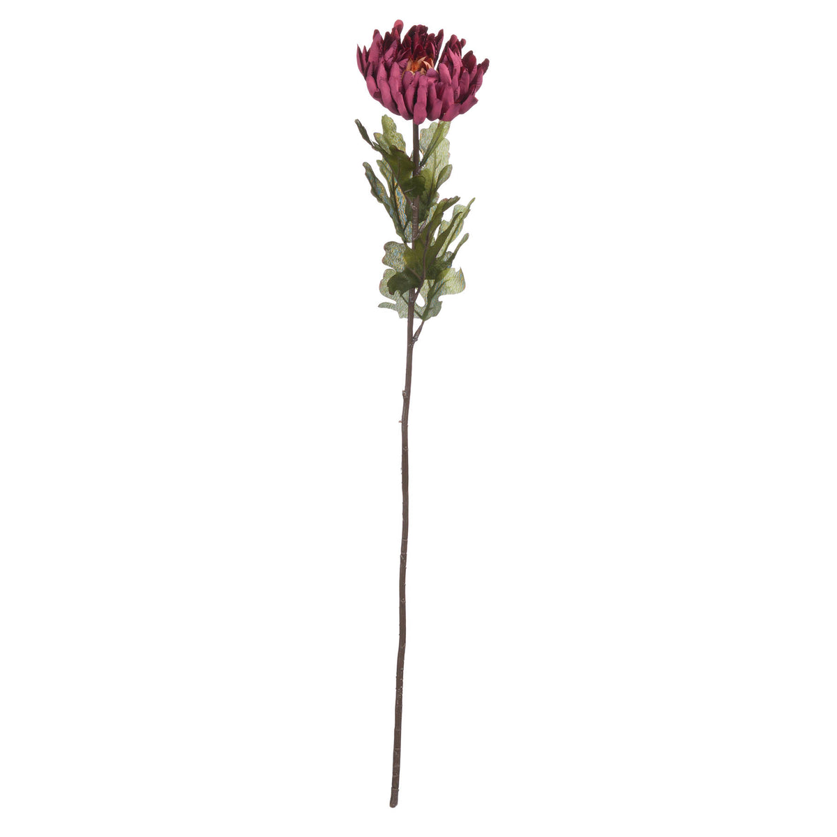 Autumn Spider Chrysanthemum – alternate view 5