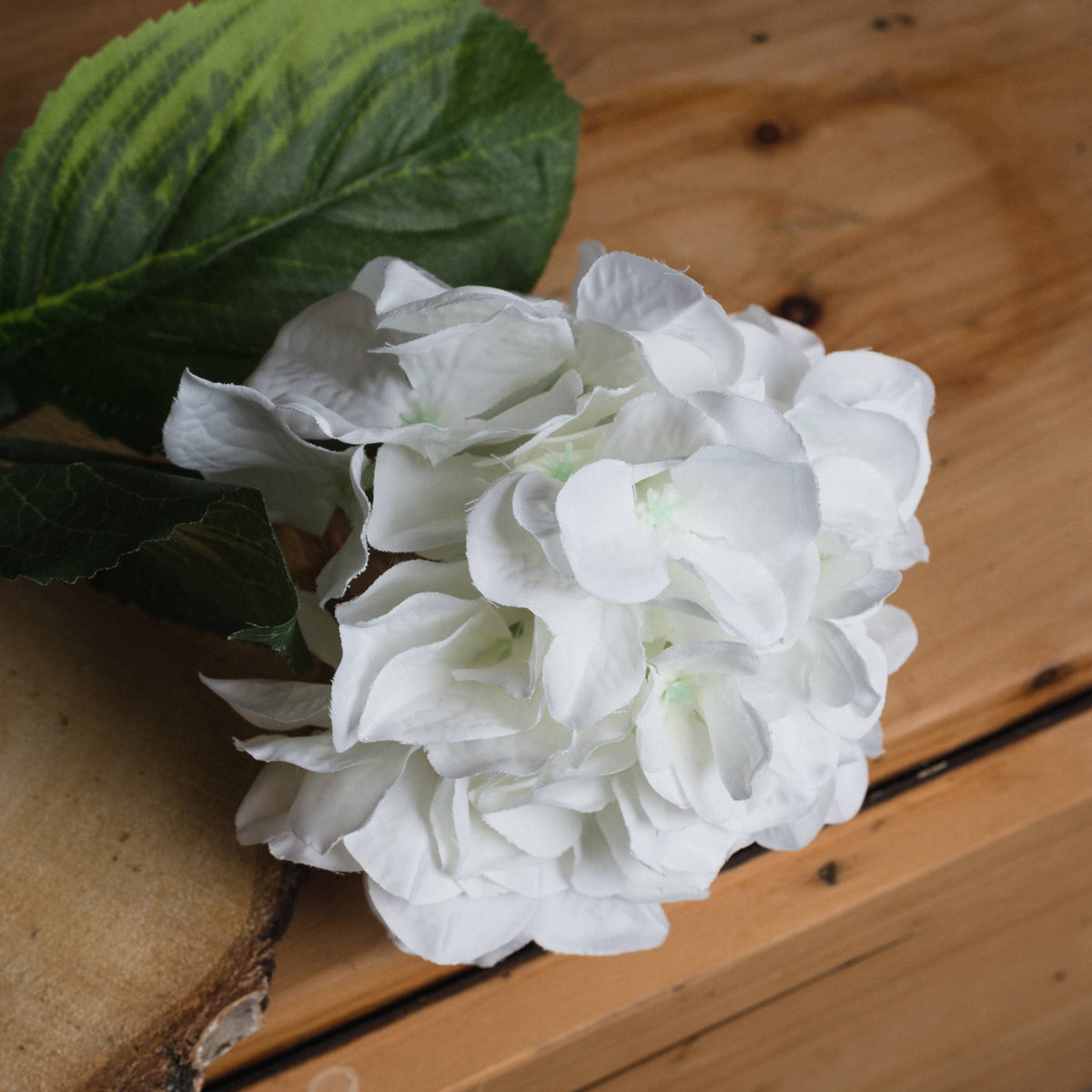 White Small Head Hydrangea – alternate view 3