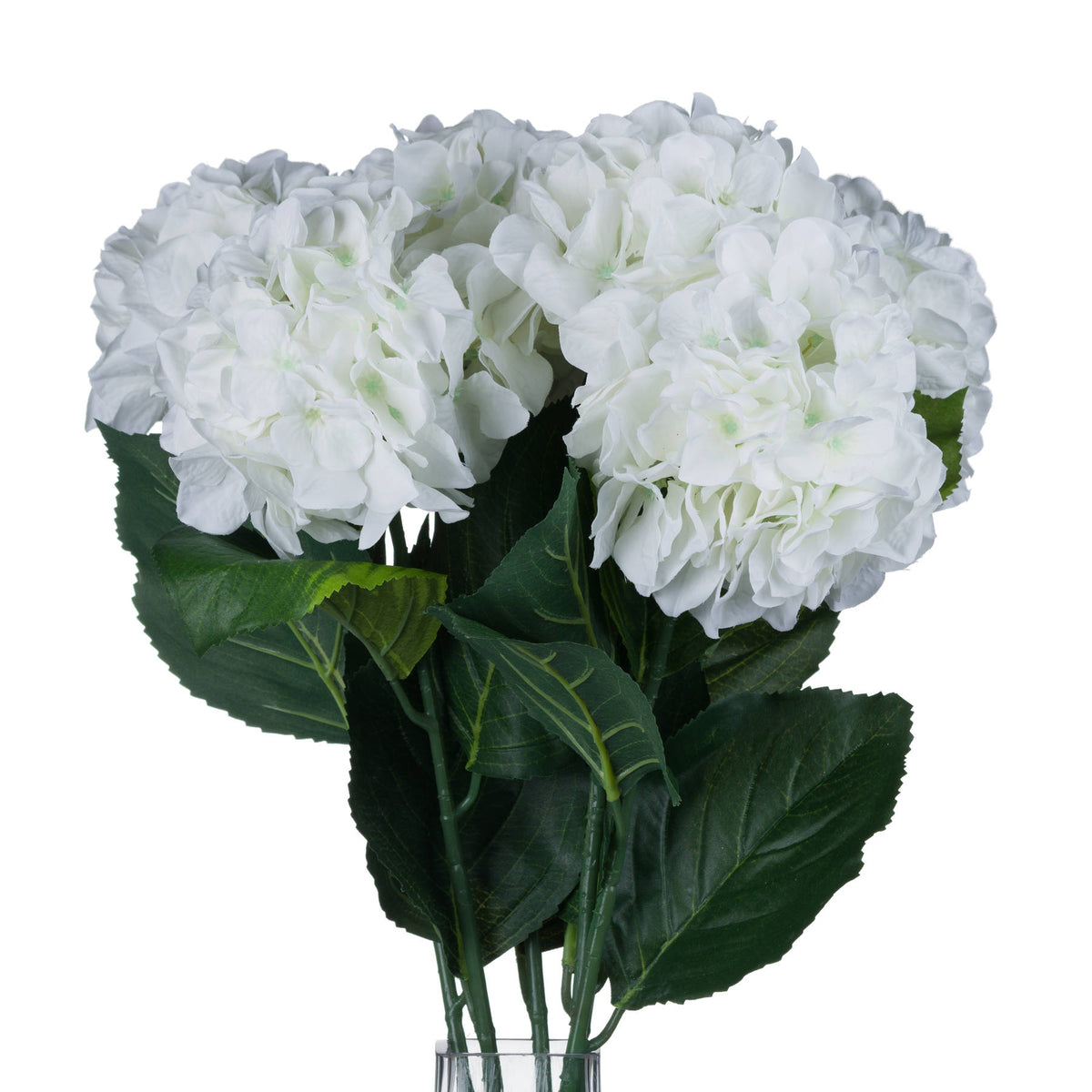 White Small Head Hydrangea – alternate view 4