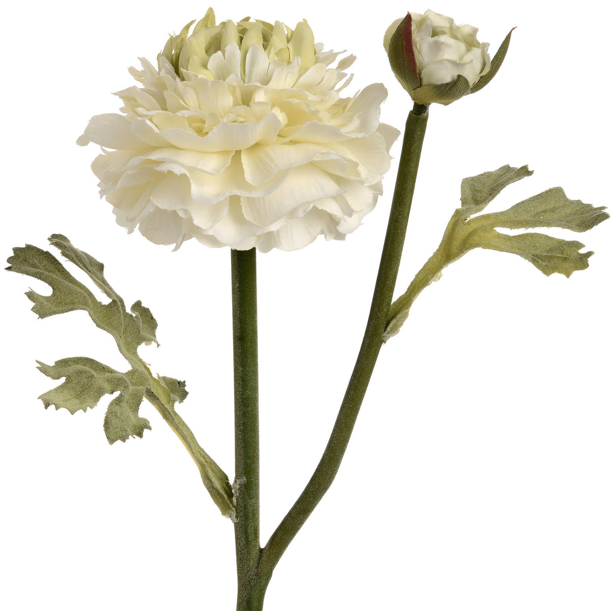 Green Ranunculus Spray – alternate view 4