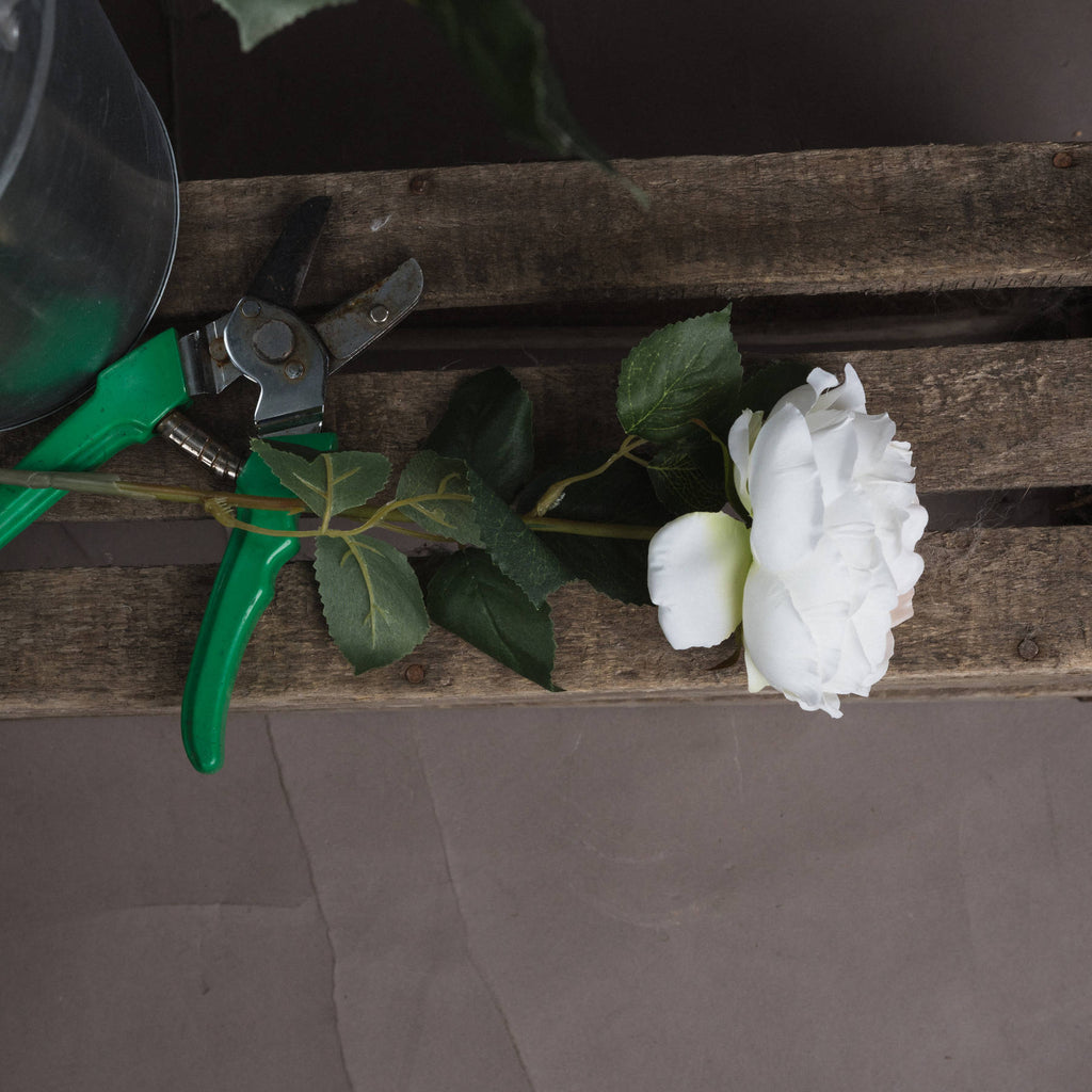 Blush Garden Rose – alternate view 2