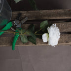Blush Garden Rose – alternate view 2