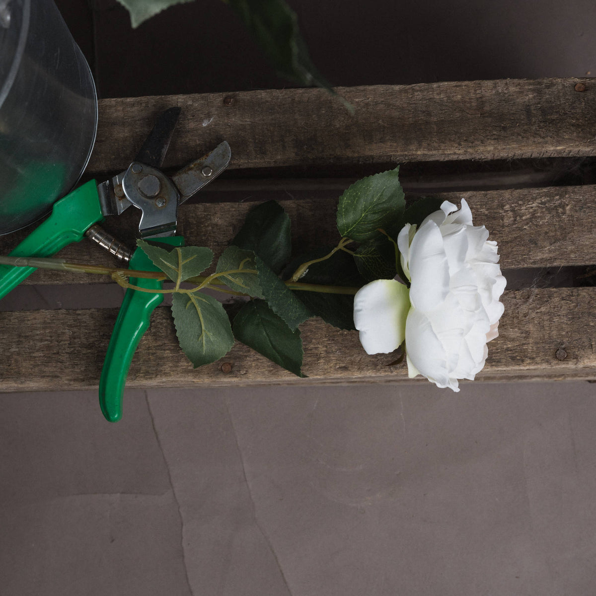 Blush Garden Rose – alternate view 2