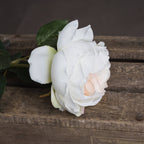 Blush Garden Rose – alternate view 3