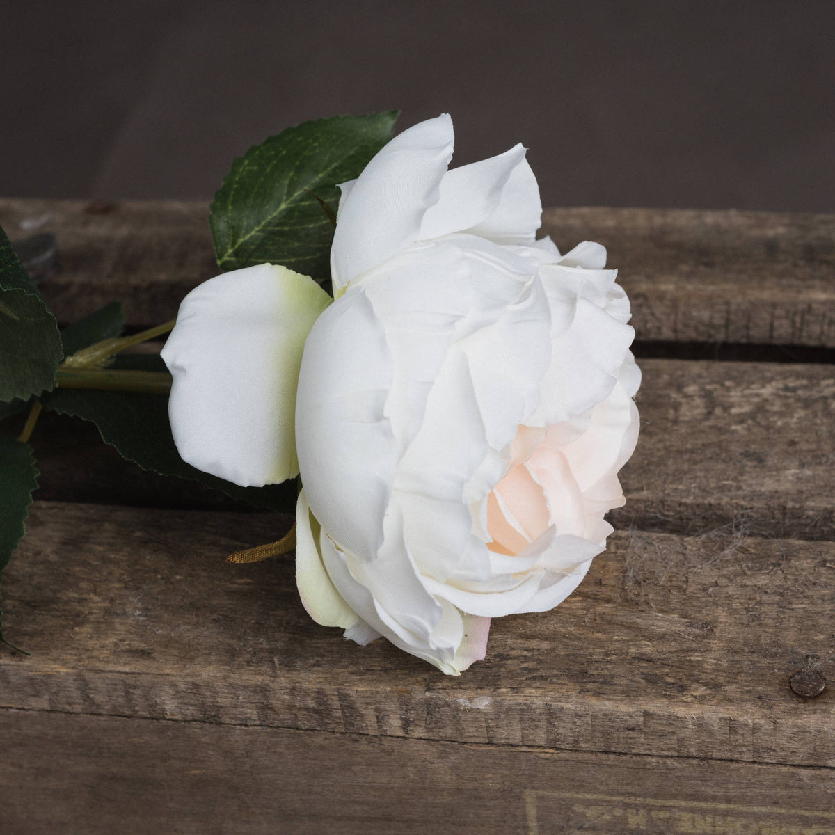 Blush Garden Rose – alternate view 3