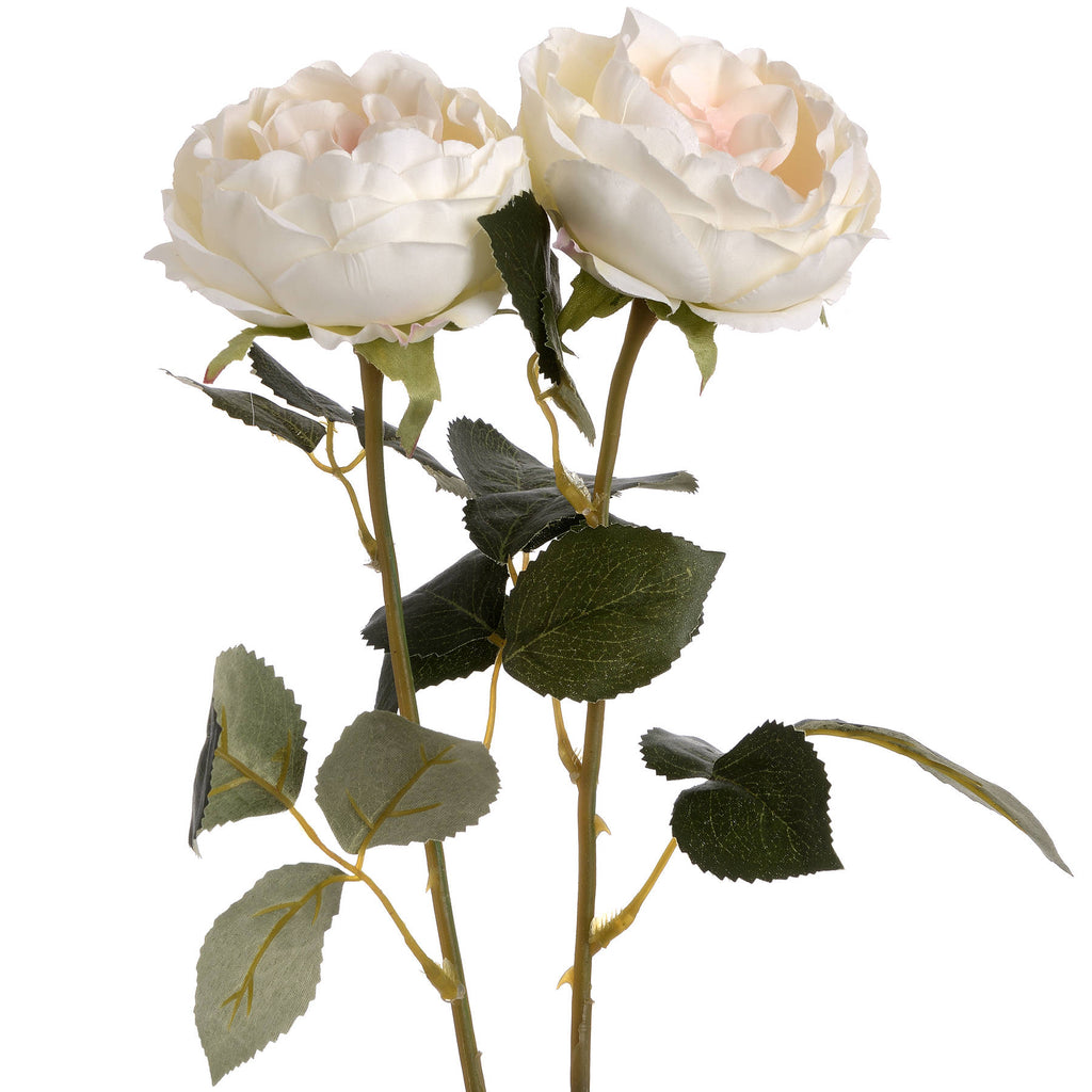 Blush Garden Rose – alternate view 4