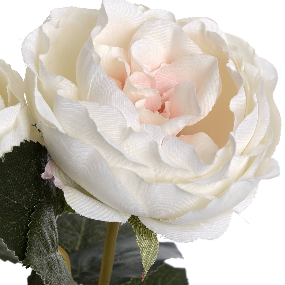 Blush Garden Rose – alternate view 5