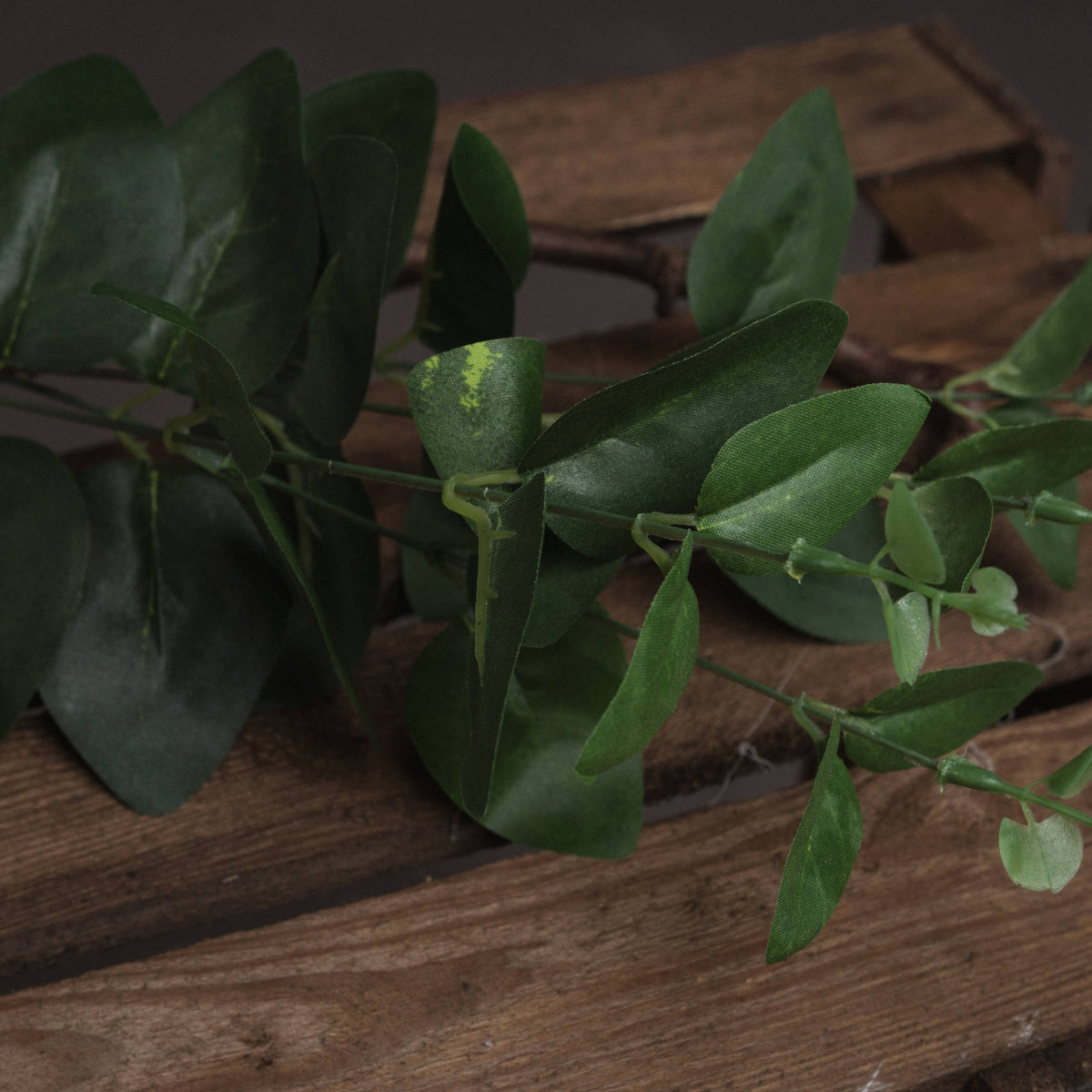 Cineraria Eucalyptus Spray – alternate view 3