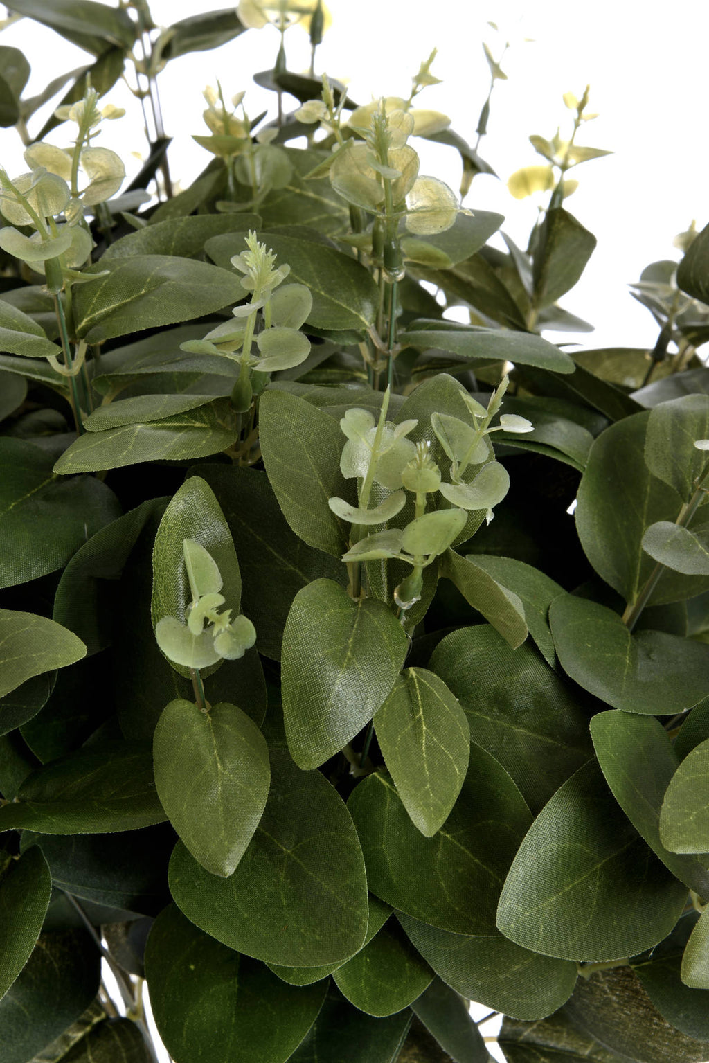 Cineraria Eucalyptus Spray – alternate view 5