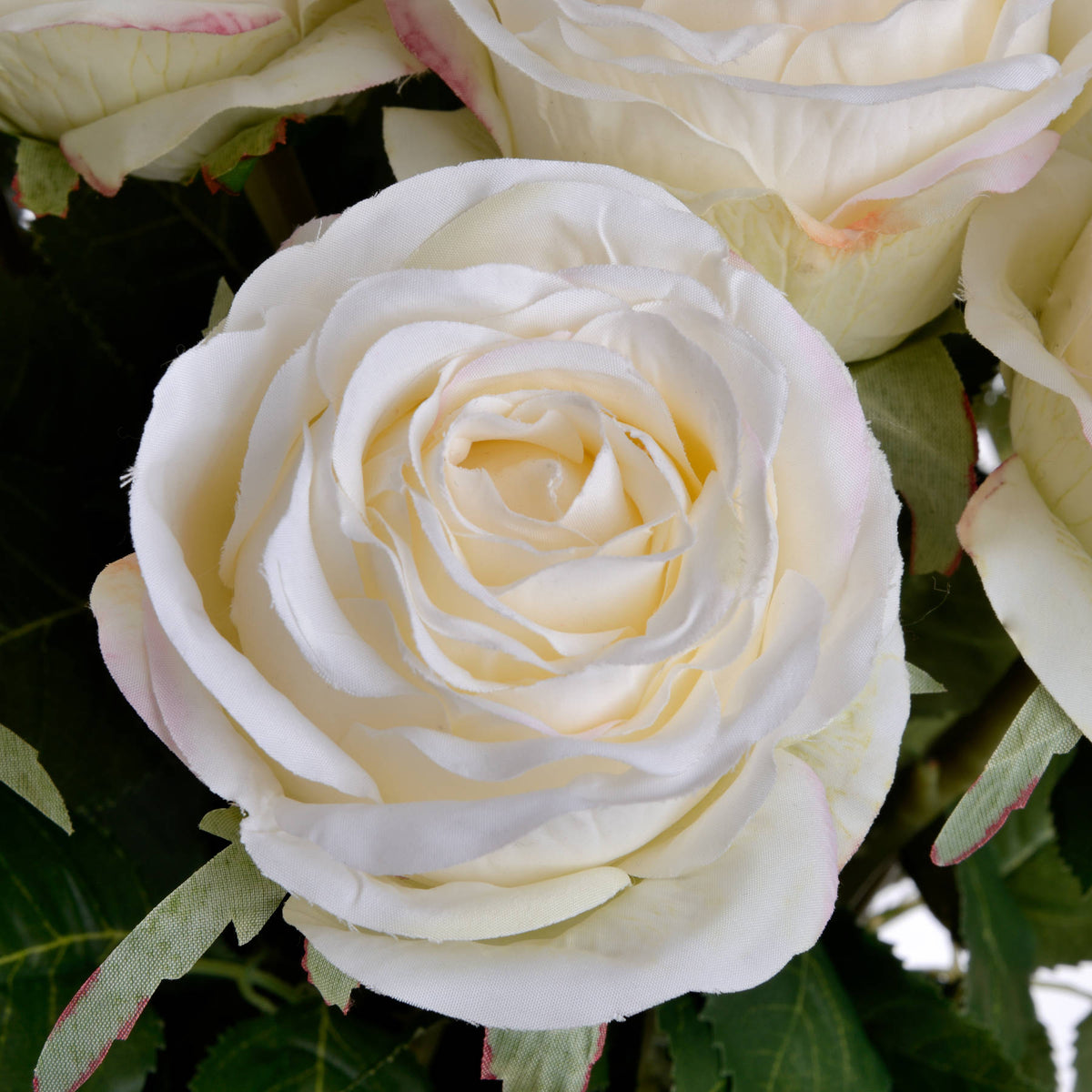 Traditional White Rose – alternate view 5