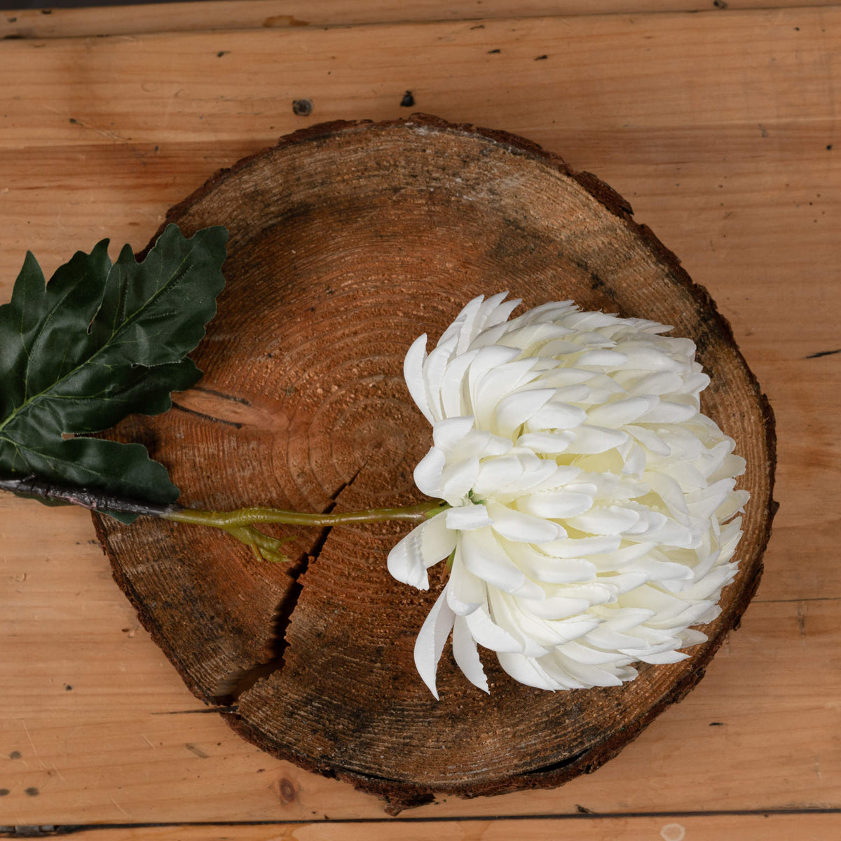 Large White Chrysanthemum – alternate view 2