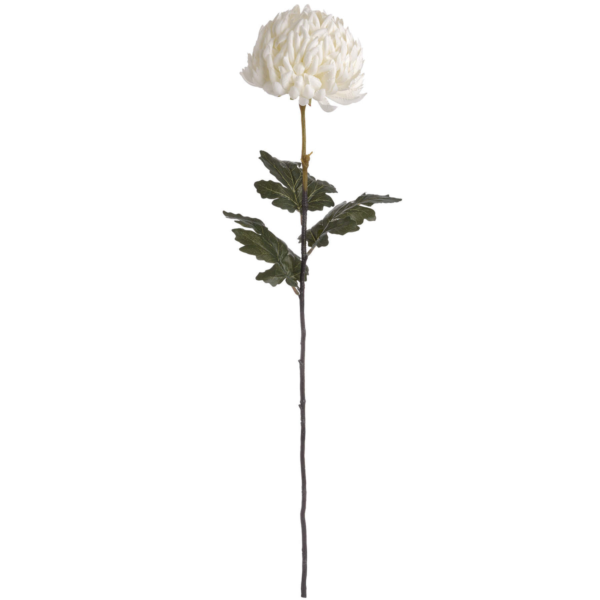 Large White Chrysanthemum – alternate view 4