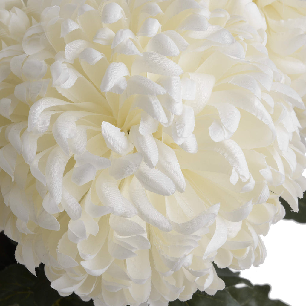 Large White Chrysanthemum – alternate view 5