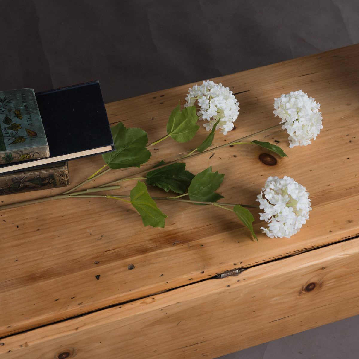 Viburnum Opulus – alternate view 2