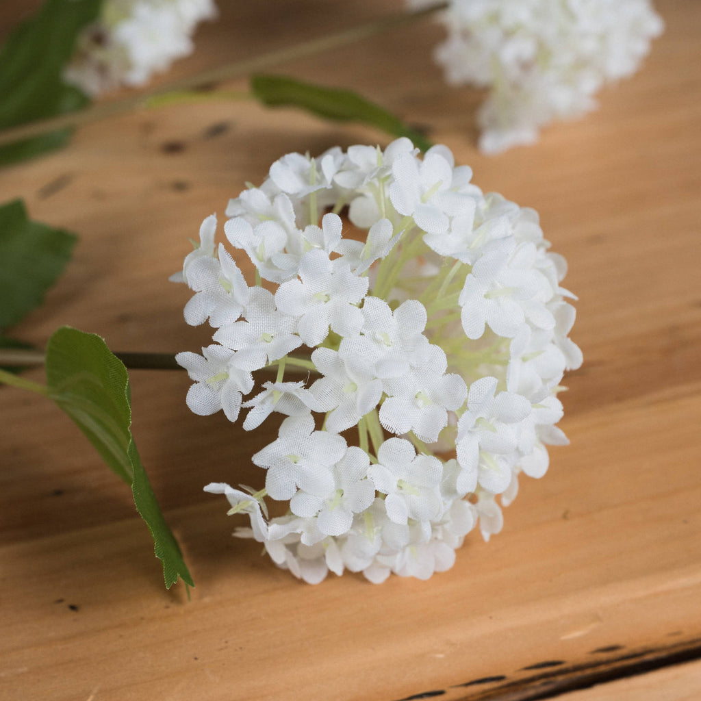 Viburnum Opulus – alternate view 3