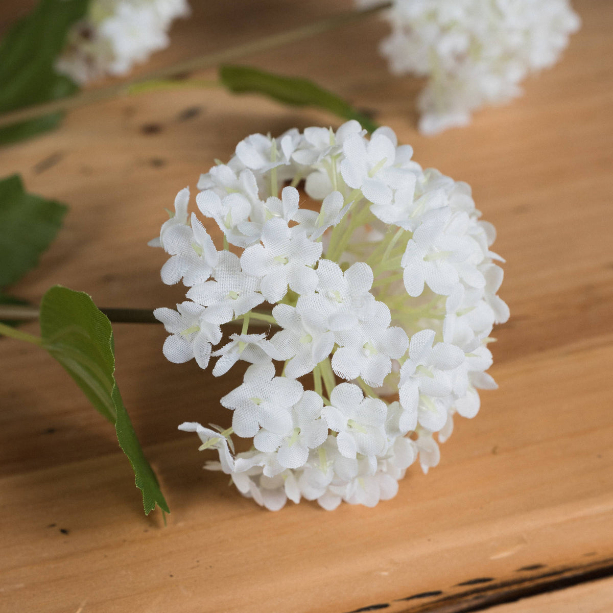 Viburnum Opulus – alternate view 3