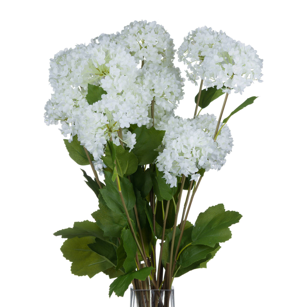 Viburnum Opulus – alternate view 4
