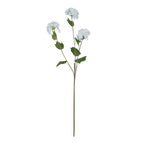 Viburnum Opulus – alternate view 5