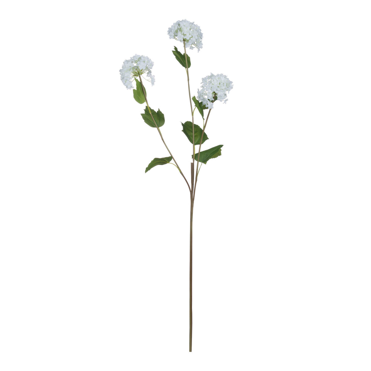 Viburnum Opulus – alternate view 5