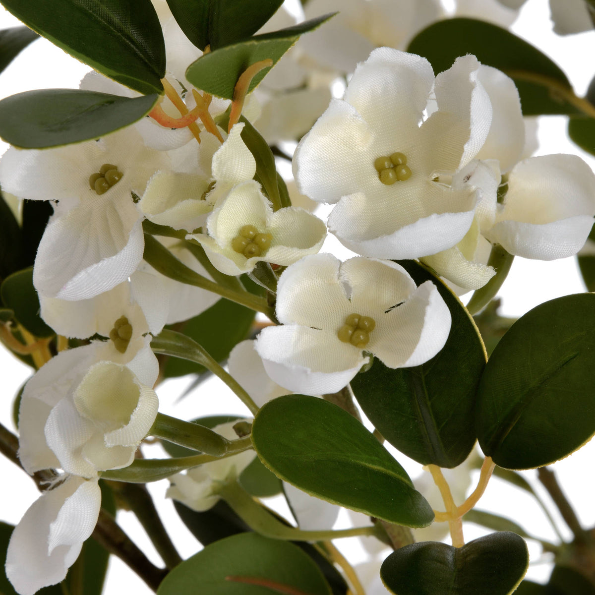 White Spring Mock Orange Flower – alternate view 5