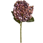 Autumn Coffee Hydrangea – alternate view 2