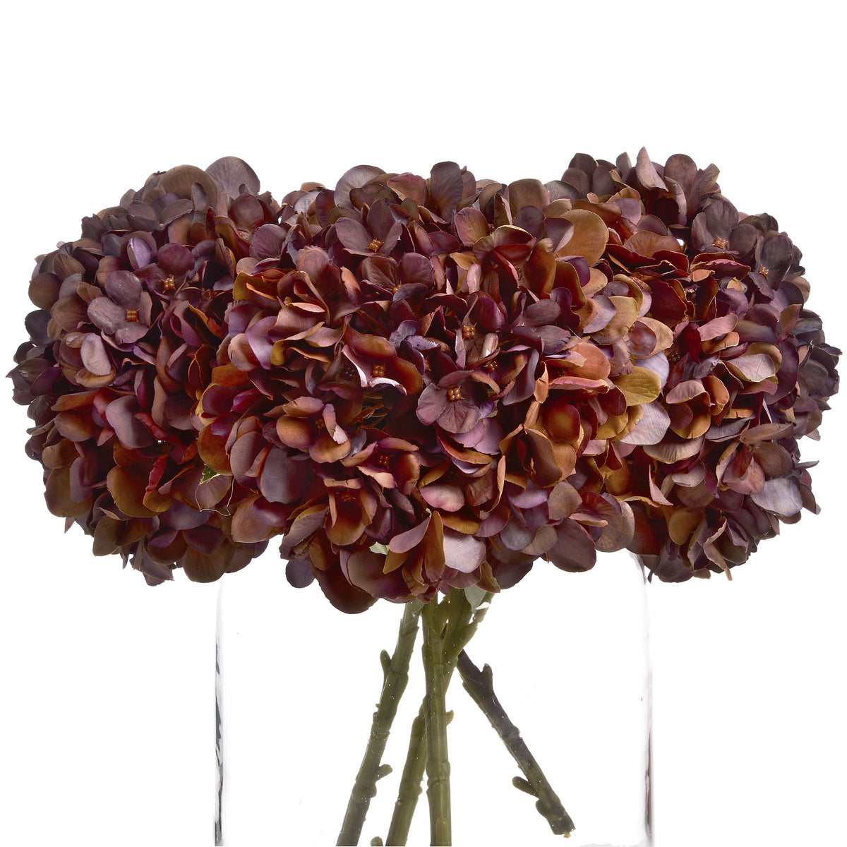 Autumn Coffee Hydrangea – alternate view 4