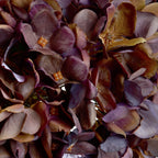 Autumn Coffee Hydrangea – alternate view 5