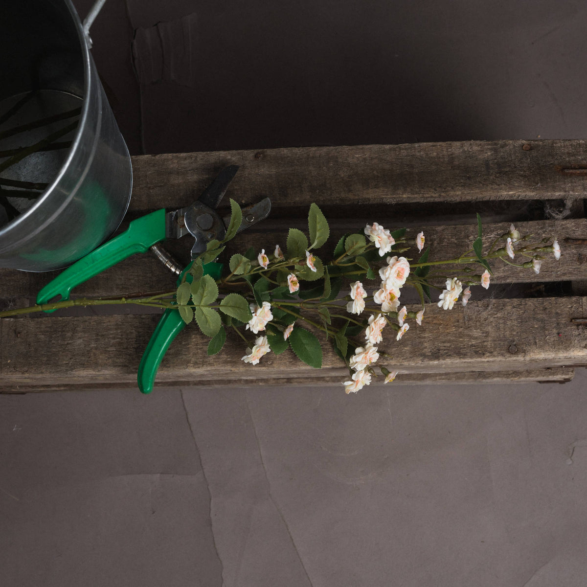 Cream Wild Meadow Rose – alternate view 2