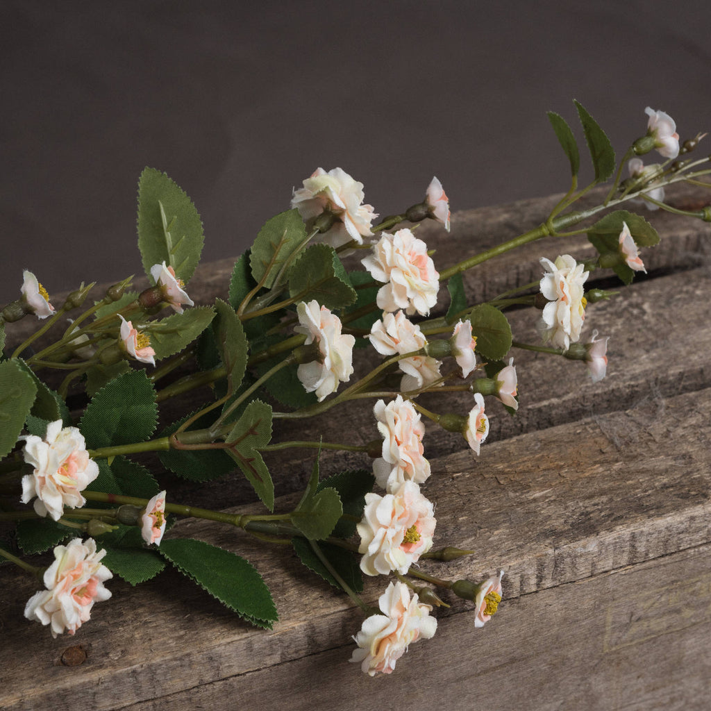 Cream Wild Meadow Rose – alternate view 3