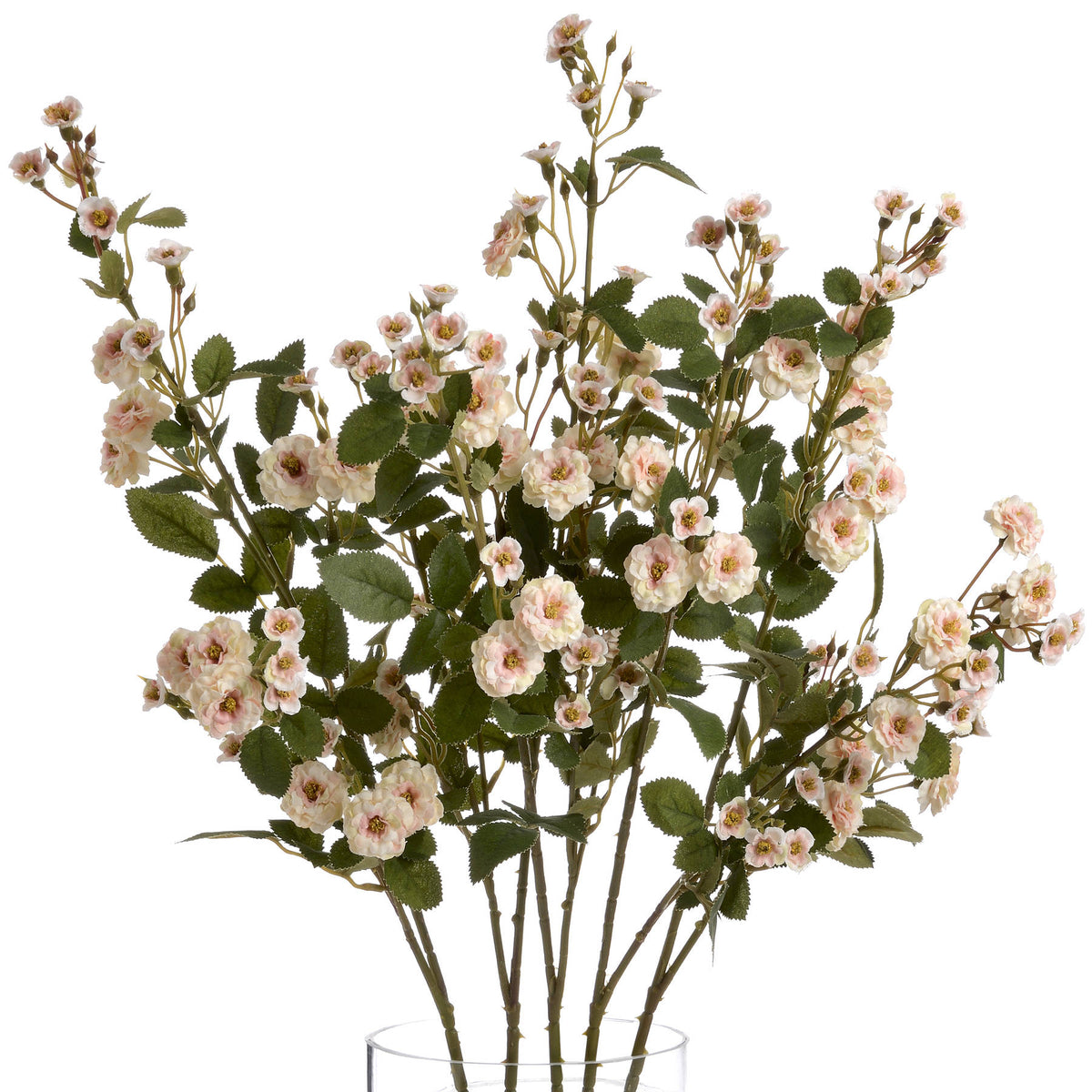 Cream Wild Meadow Rose – alternate view 4