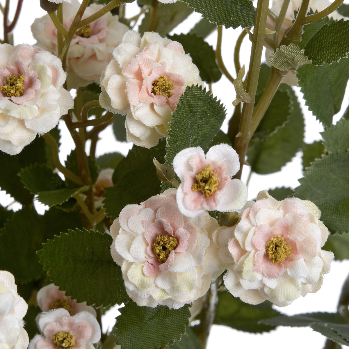 Cream Wild Meadow Rose – alternate view 5