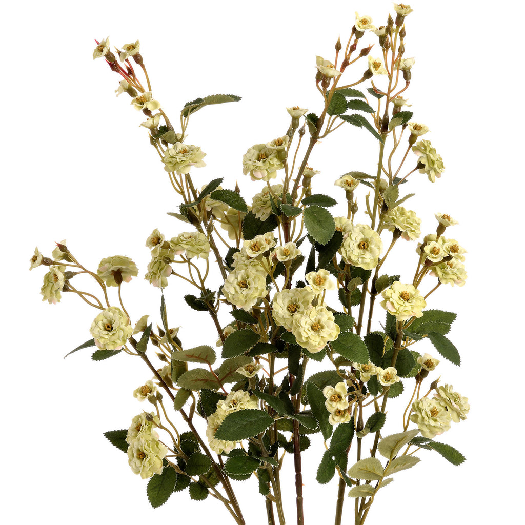 Green Wild Meadow Rose – alternate view 4
