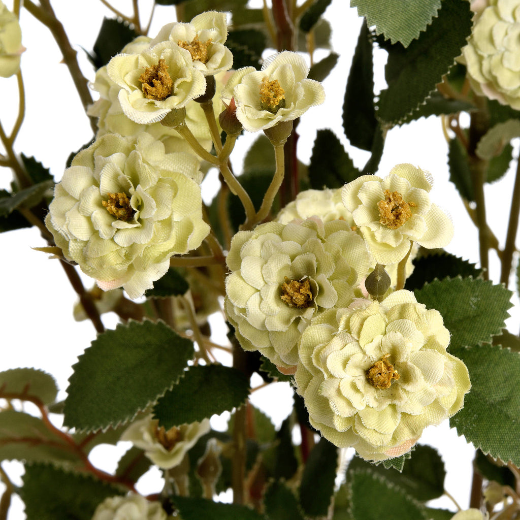 Green Wild Meadow Rose – alternate view 5