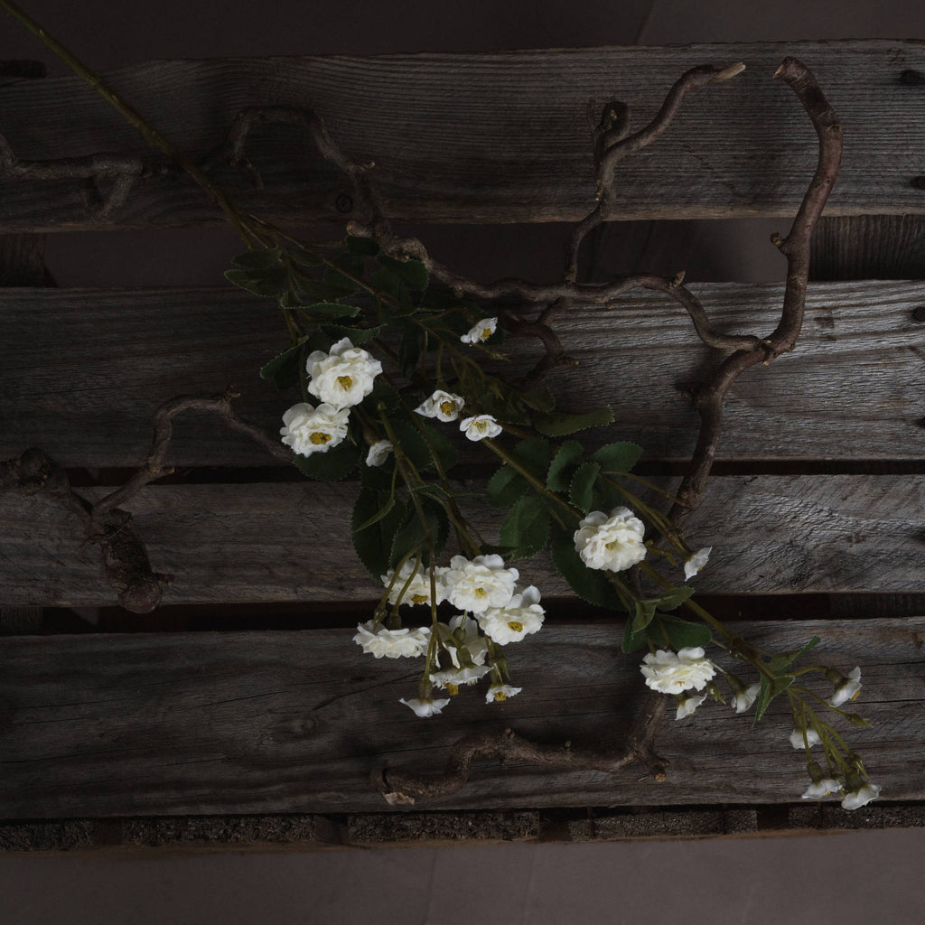 White Wild Meadow Rose – alternate view 2