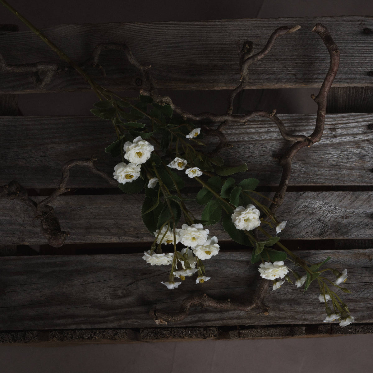 White Wild Meadow Rose – alternate view 2