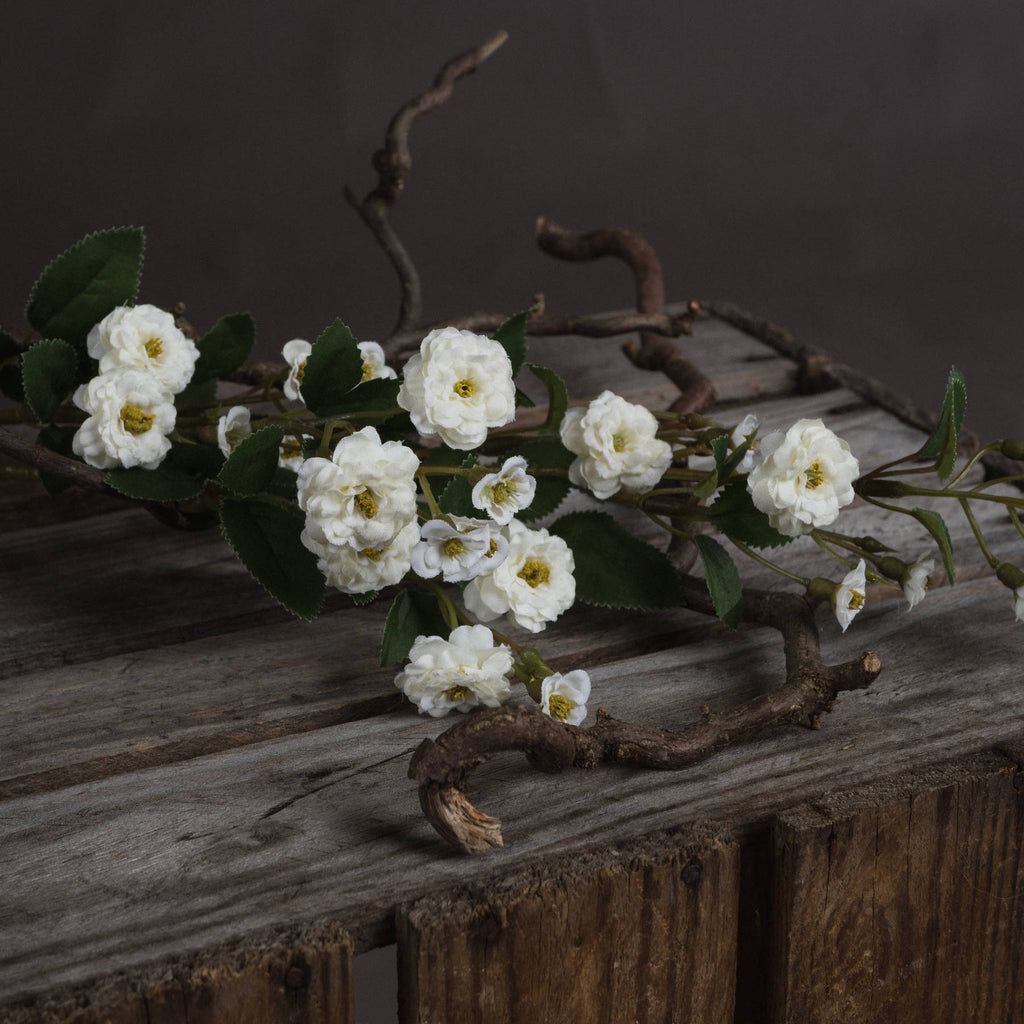 White Wild Meadow Rose – alternate view 3
