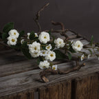 White Wild Meadow Rose – alternate view 3