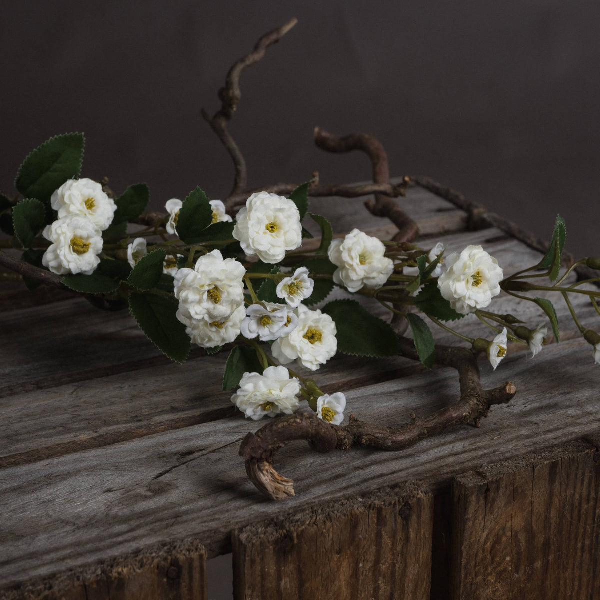 White Wild Meadow Rose – alternate view 3