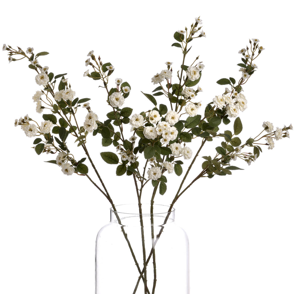 White Wild Meadow Rose – alternate view 4