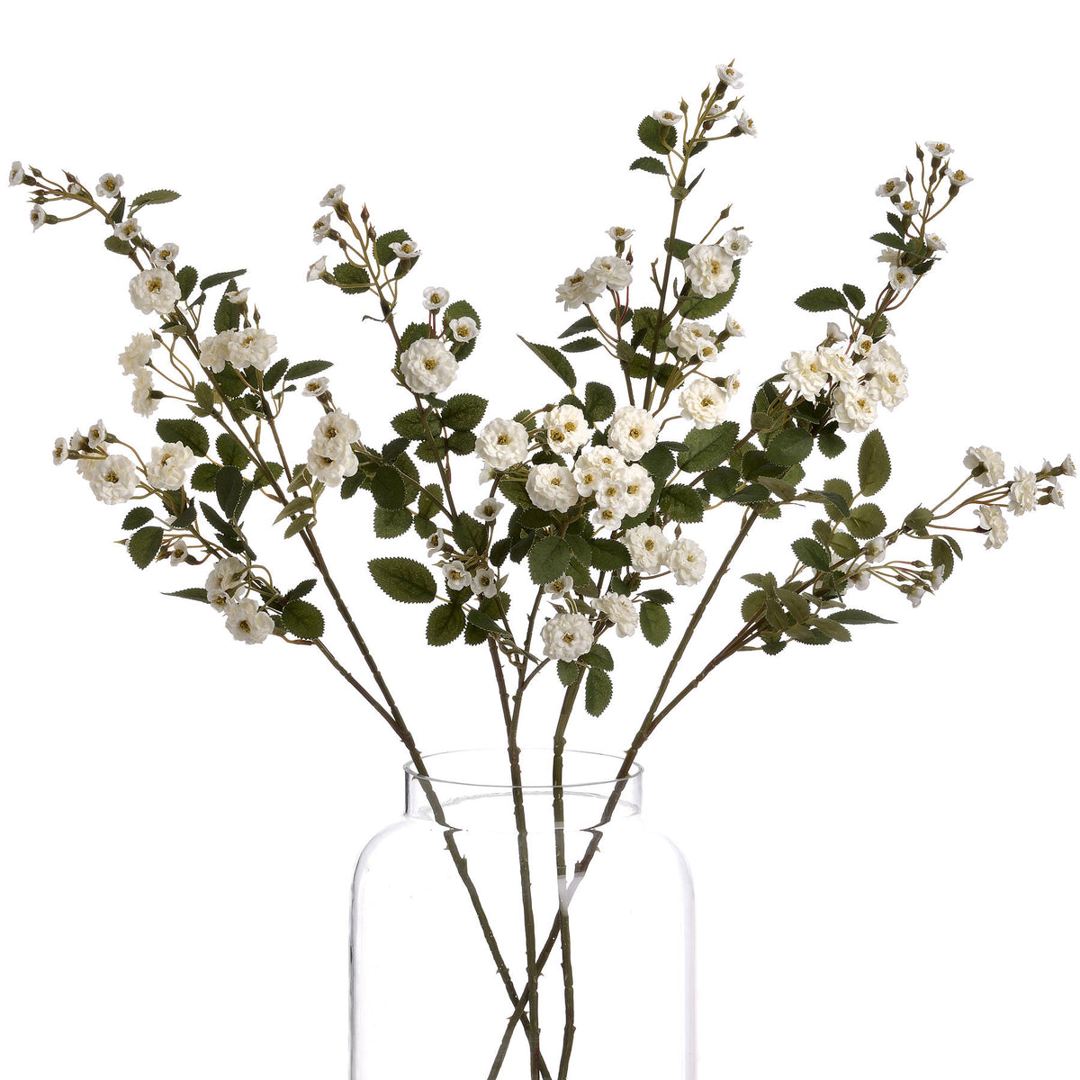 White Wild Meadow Rose – alternate view 4