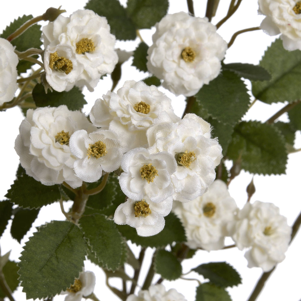 White Wild Meadow Rose – alternate view 5