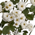 White Wild Meadow Rose – alternate view 5
