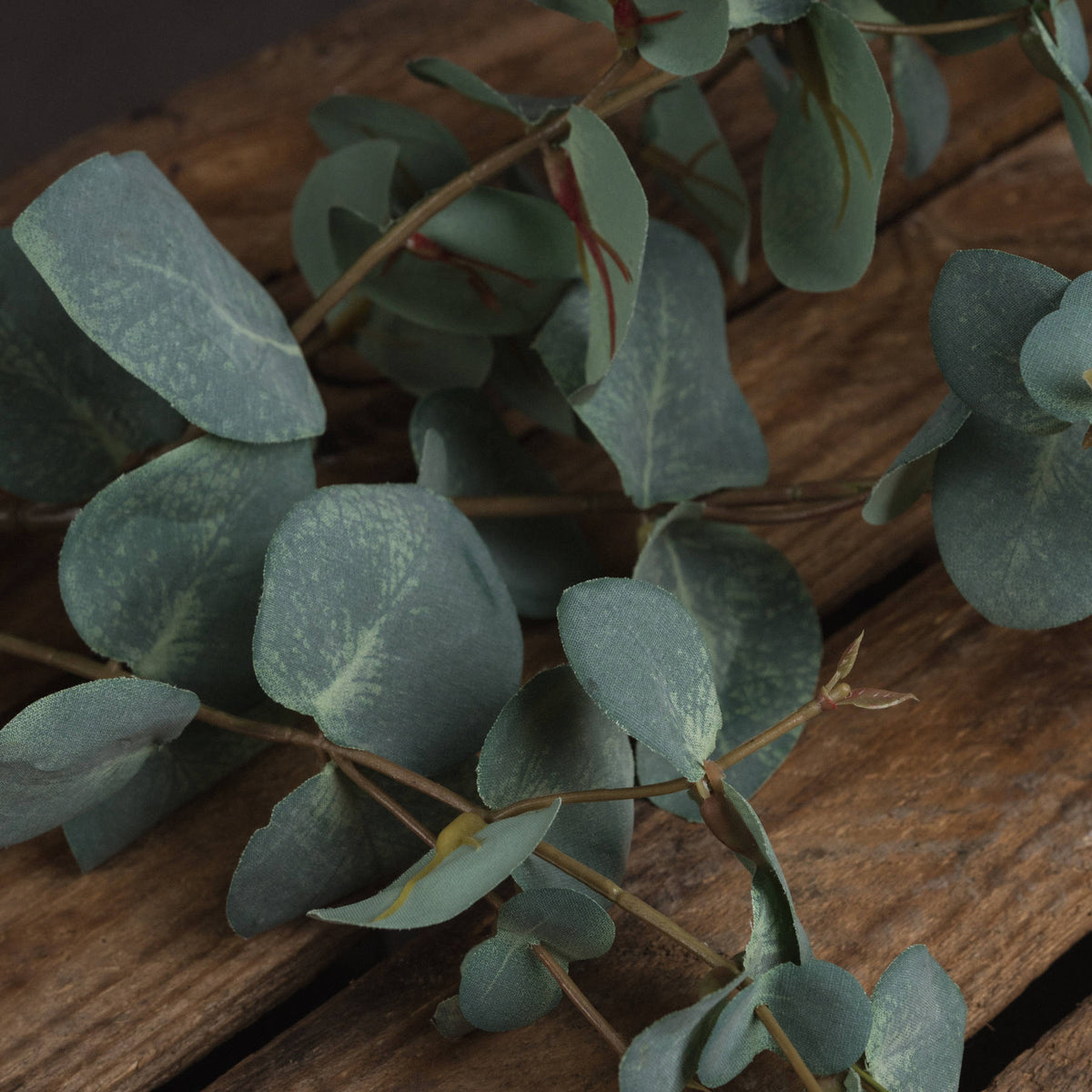 Variegated Eucalyptus – alternate view 3
