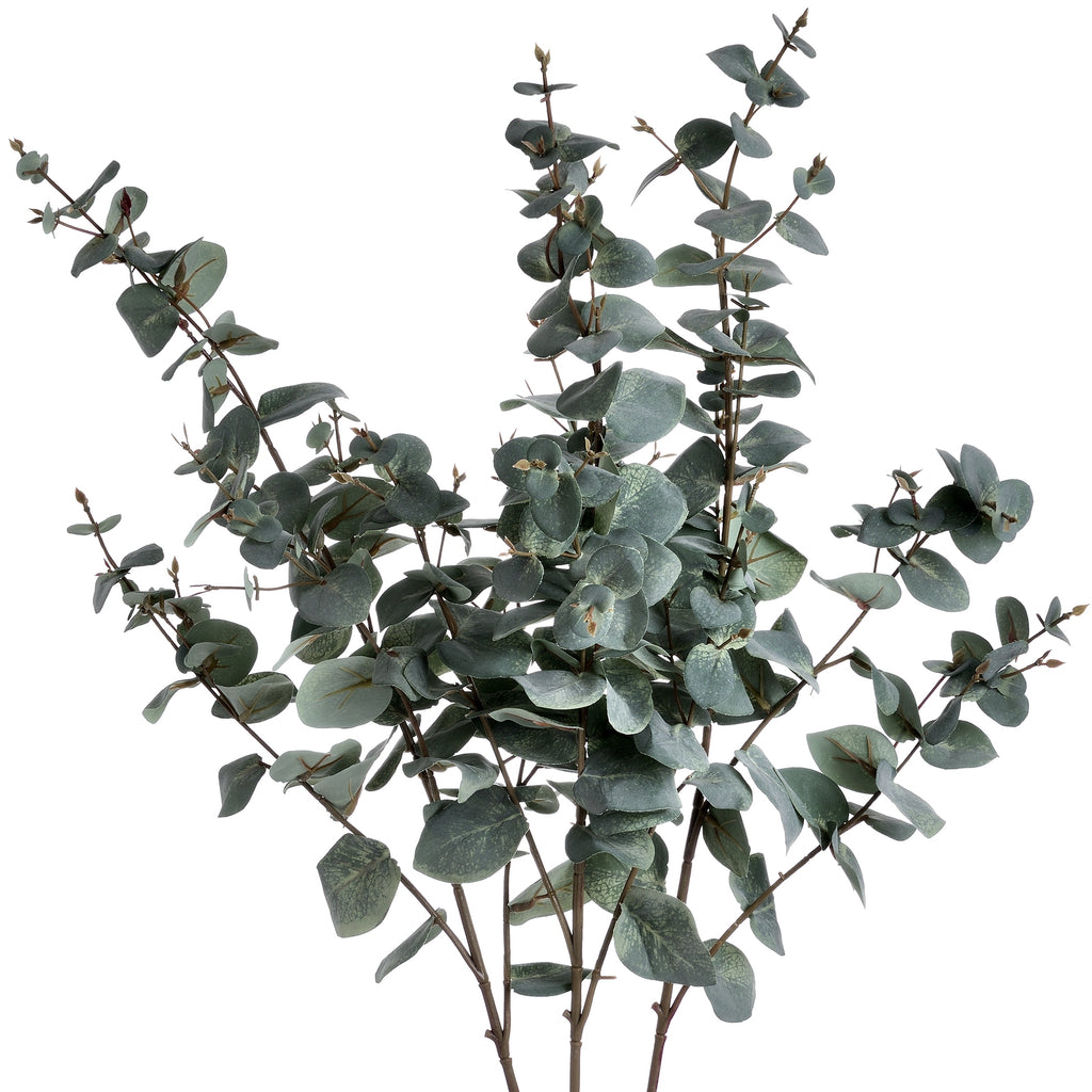 Variegated Eucalyptus – alternate view 4