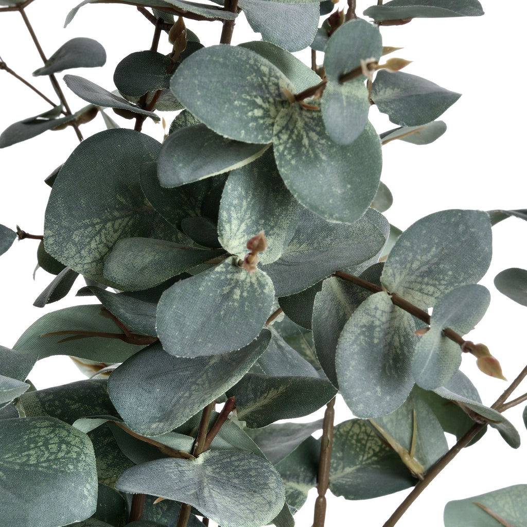 Variegated Eucalyptus – alternate view 5
